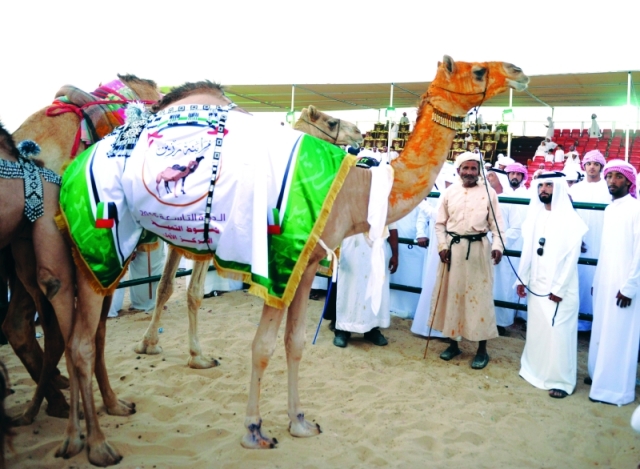 "■ الزعفران يزين الإبل الفائزة البيان"