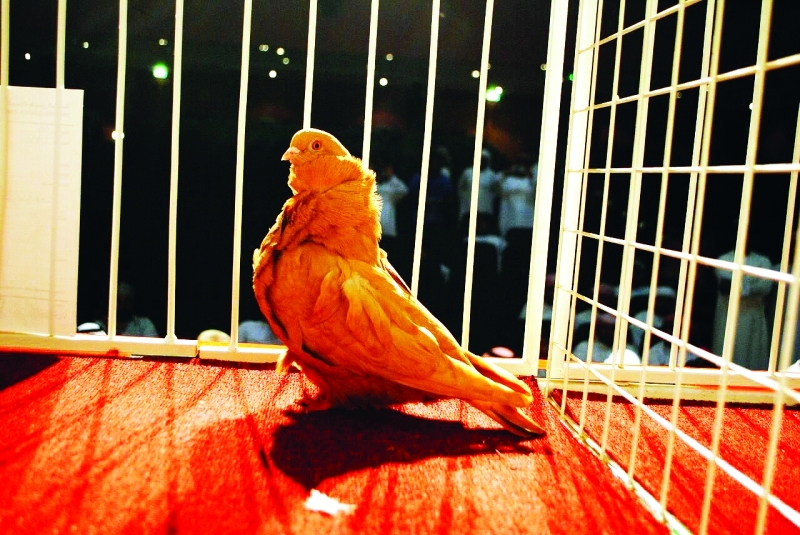 "■ الفائزة بالمركز الأول من فئة الستاندر"