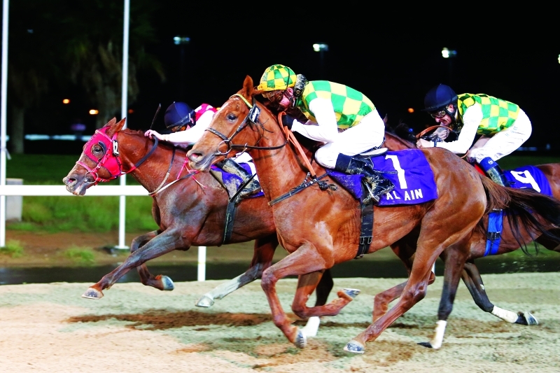 "7th Horse Race at Al Ain Racecourse, December 26, 2015. Photo By Imran Khalid"