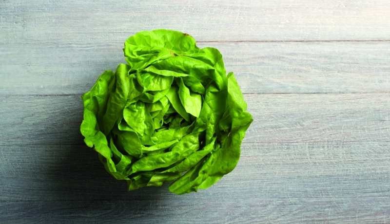 "Fun-Facts-of-Lettuce"