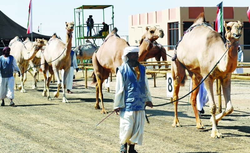"■ المطايا في طريقها للمنافسات | البيان"