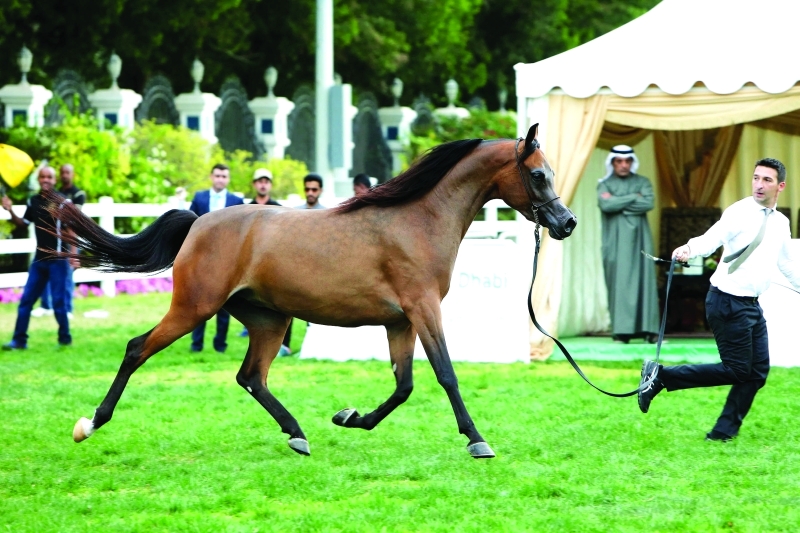 مربط دبي يتألق في «دولية أبوظبي لجمال الخيول»