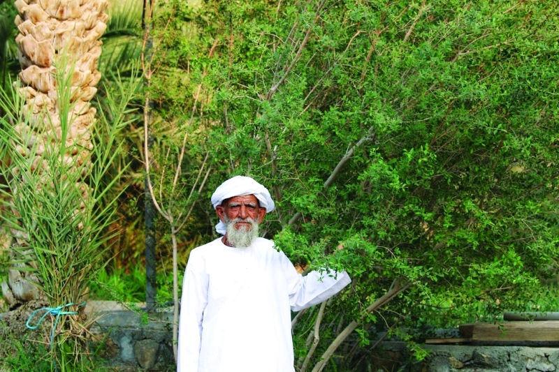 "محمد اليماحي تحت ظل الحناء"