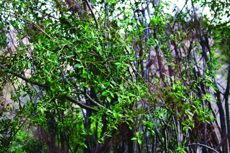 "سيقان أشجارالحناء"