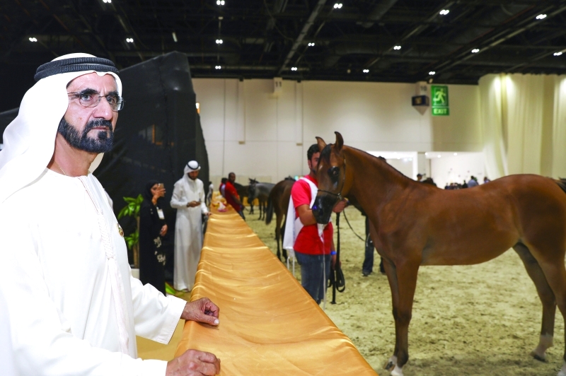 "محمد بن راشد يتابع جانباً من مسابقة جمال الجواد العربي | تصوير: خليفة اليوسف"