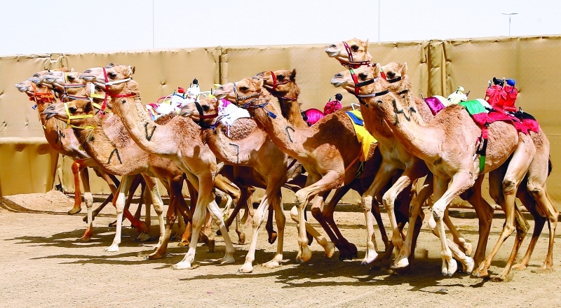 "■ أفضل المطايا في قلب المنافسات | البيان"