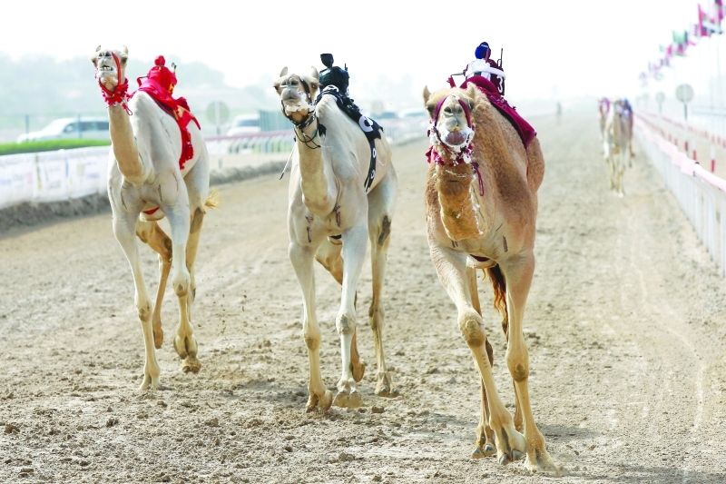"صراع قوي في ختامي الوثبة - البيان"