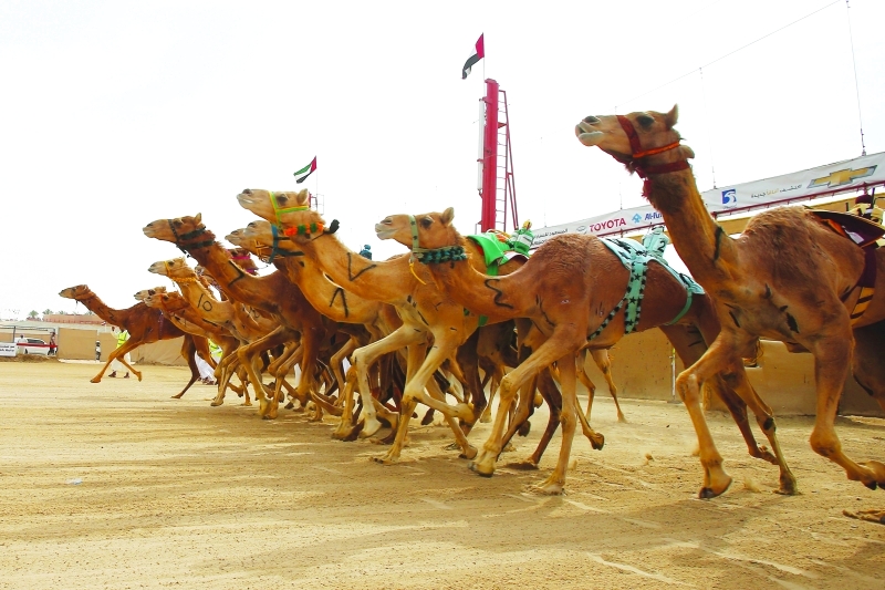 "جانب من المنافسات | البيان"