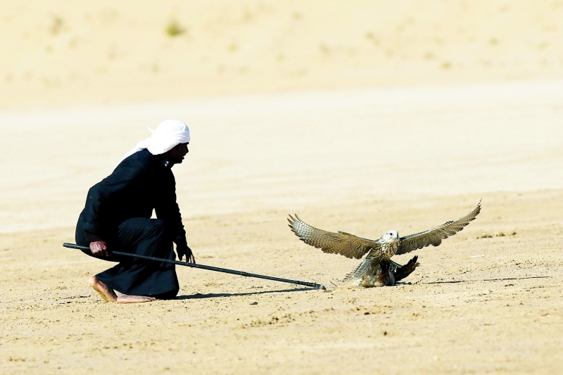 "بطولات فزاع لصيد الصقور ميدان الأصالة ــ تصوير | عماد علاءالدين"