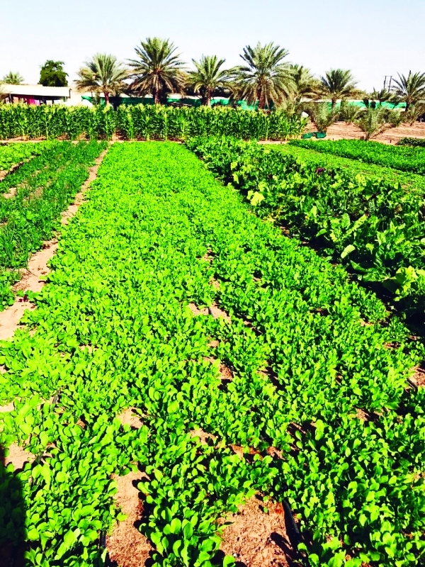 "منتجات عضوية بجودة عالية"