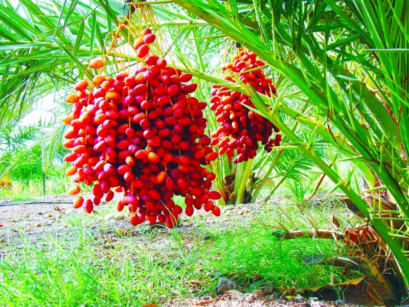 "■ الإمارات تزخر بأجود أنواع الرطب | أرشيفية"