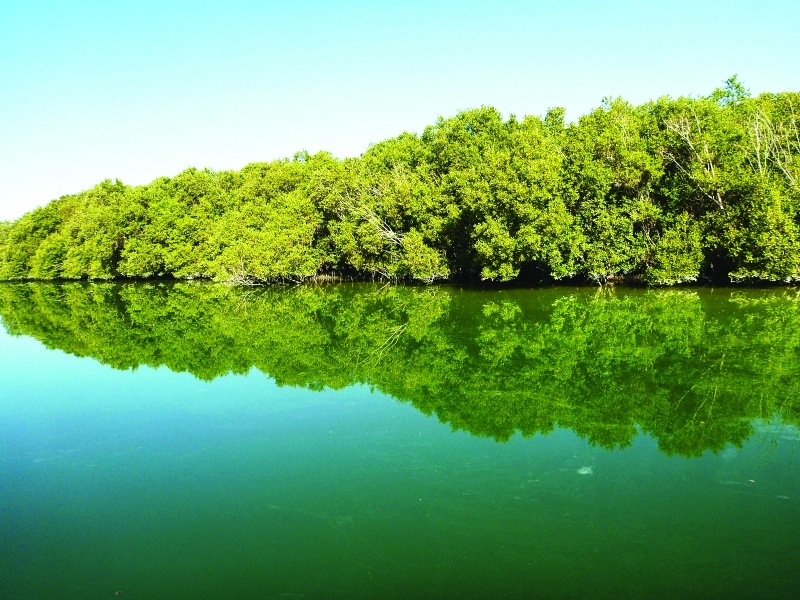 "صندوق محمد بن زايد للمحافظة على الكائنات الحية وفّر الدعم مالياً ومعنوياً للفئات المهددة بالانقراض من الدرجة الأولى | من المصدر"