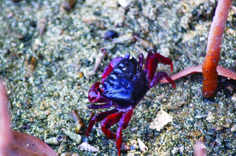 "السرطان الكماني يساعد أشجار القرم على النمو بشكل أطول وأكبر"