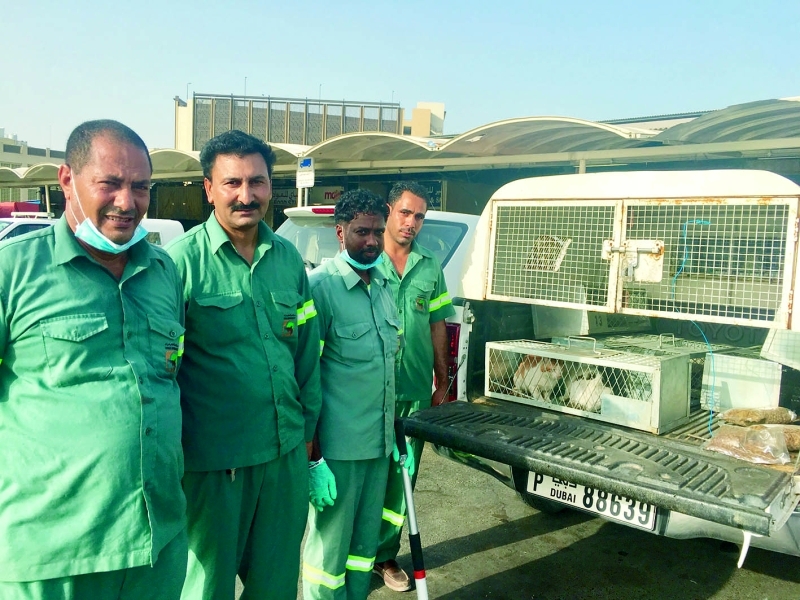 "■ عمال البلدية أثناء نقل القطط"
