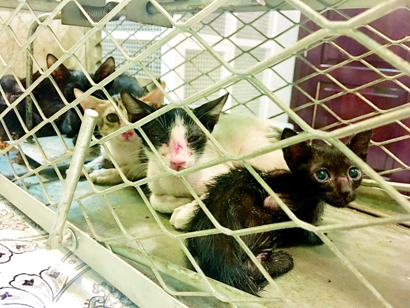 "القطط في طريقها للعلاج"