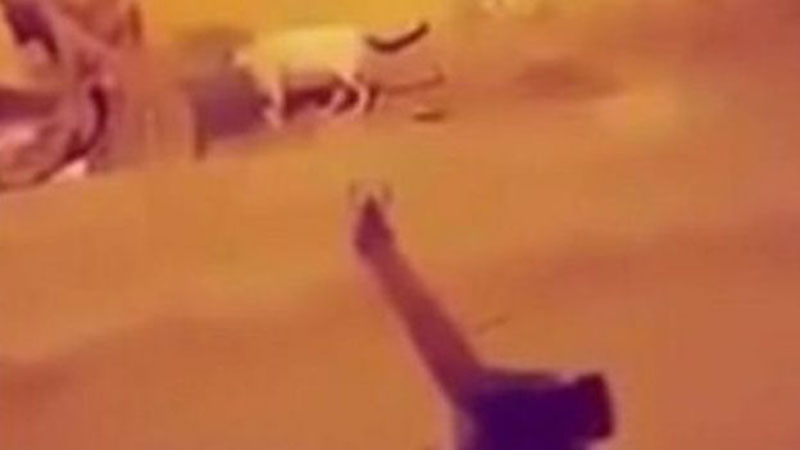"سفاح القطط" بجدة يثير موجة غضب ومطالب بمعاقبته