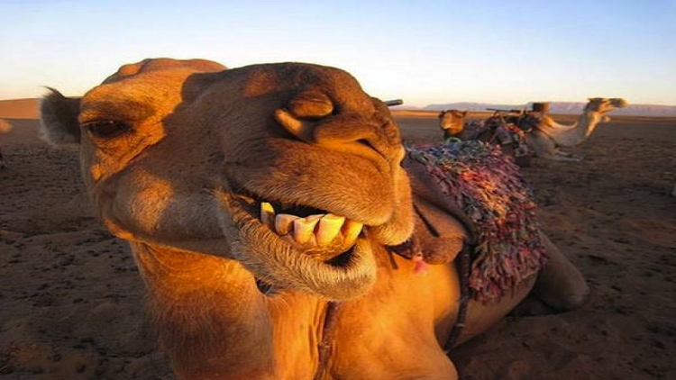 جمل يقطع يد صاحبه بأسنانه!