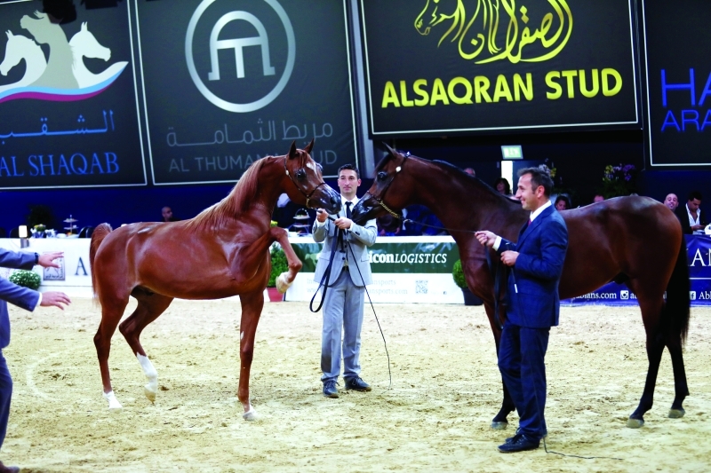 "Ⅶ بطولة كل الأمم لجمال الخيل العربي | البيان"