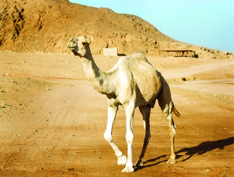 حليب الإبل.. وصفة للغذاء وصيدلية للدواء