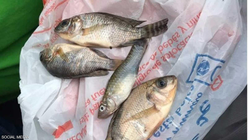السماء تمطر أسماكاً .. والعلماء يفسرون