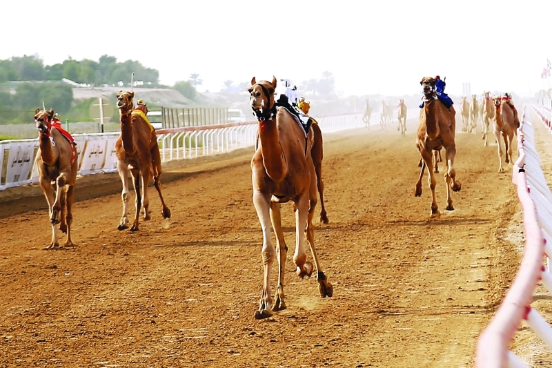 "Ⅶ منافسات قوية في «جائزة زايد للهجن» | البيان"