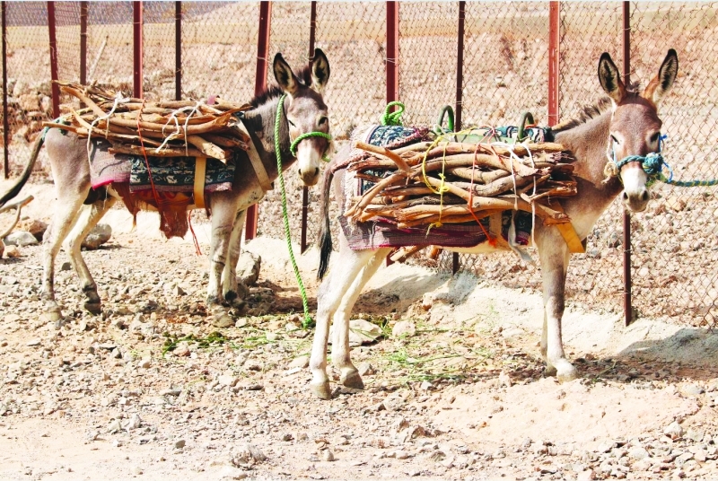 "■  الحمير لاتزال تعمل هنا"