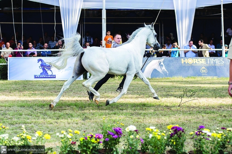 "جانب من مزادات الخيل في مصر | أرشيفية"