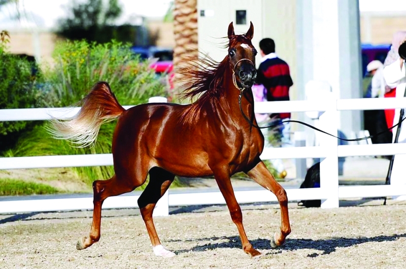 "خيل عربي أصيل | أرشيفية"