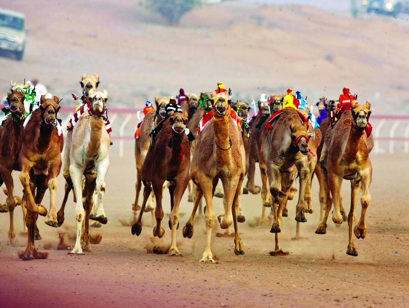 "المنافسات شهدت مشاركة أفضل المطايا | أرشيفية"