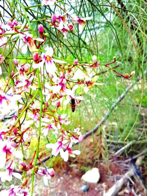 "■ أزهار الشوع من مصادر العسل الطبيعي"