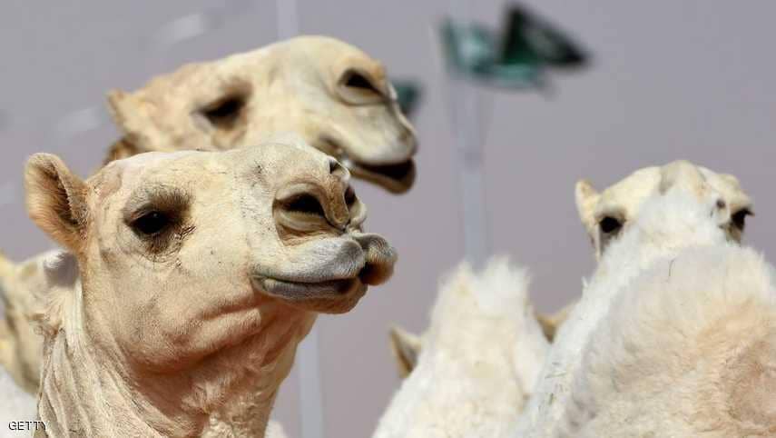 استبعاد 12 جملا من مسابقة جمال بسبب «البوتوكس»