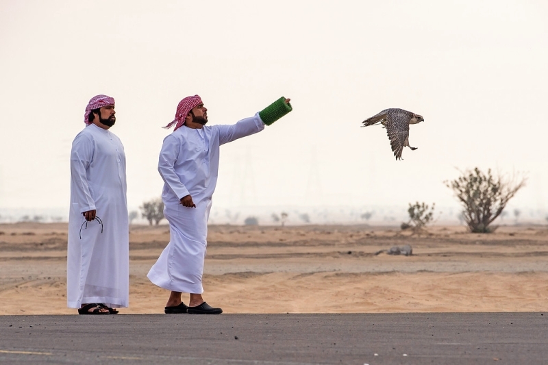 «إم آر إم» يتصدر فئة «الشيوخ» في تصفيات الصيد بالصقور