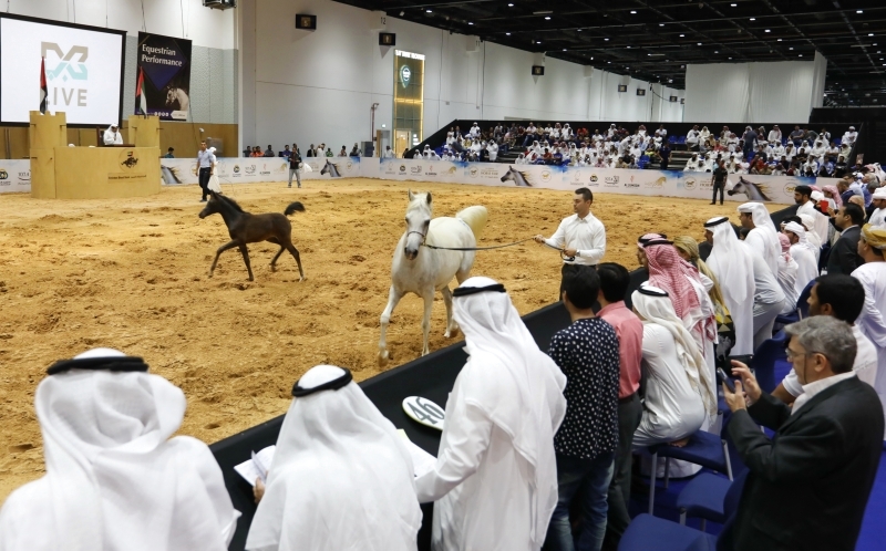 "إقبال كبير على شراء الخيول المميزة في المزاد | البيان"