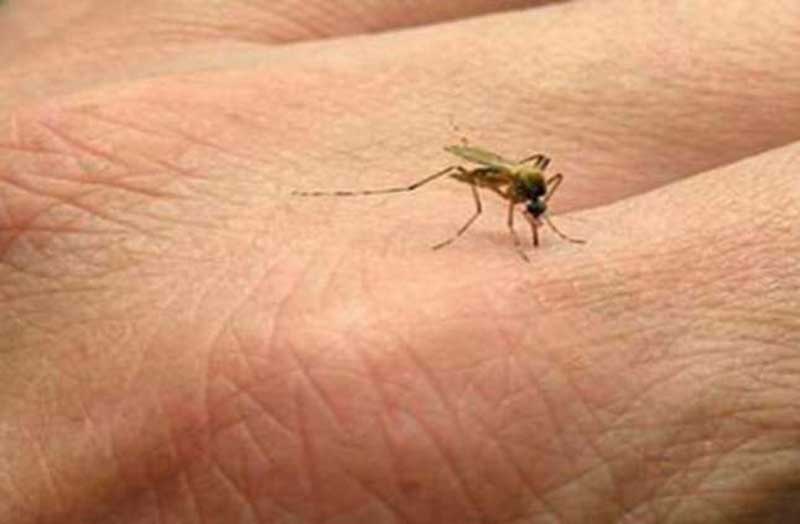 أسباب لدغ البعوض لأشخاص دون غيرهم