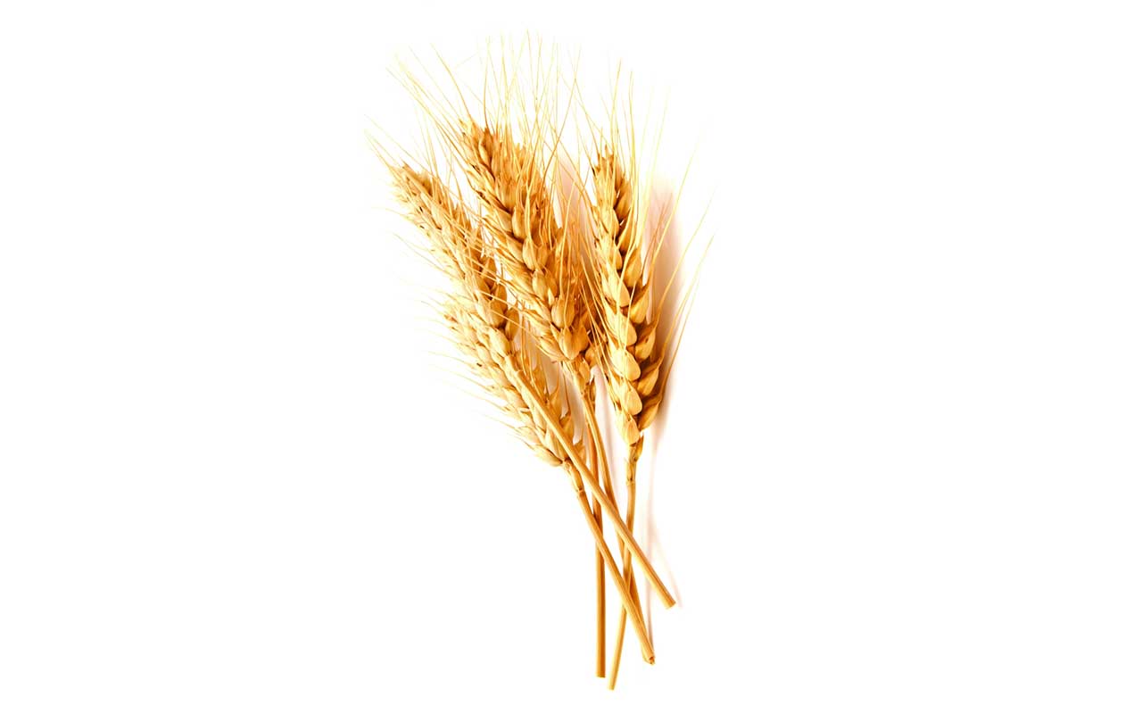 اختبار دم  لتشخيص حساسية القمح