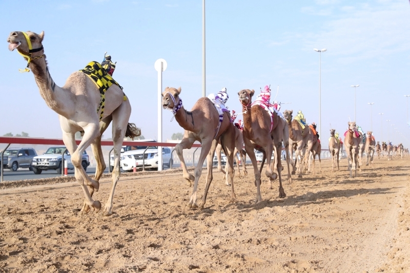 "تحديات الحقاقة لهجن أبناء القبائل | البيان"