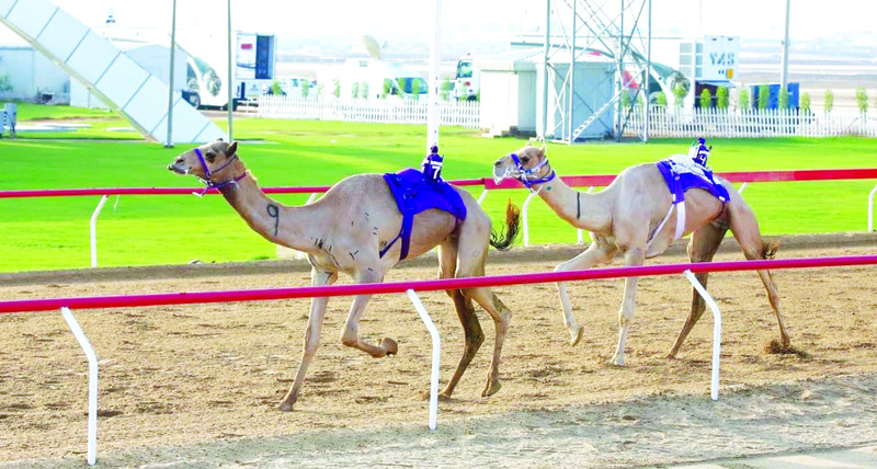 "Ⅶ من منافسات الثنايا بالوثبة | البيان"