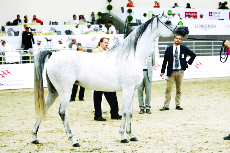 "عروض جمال الخيل المصري | البيان"
