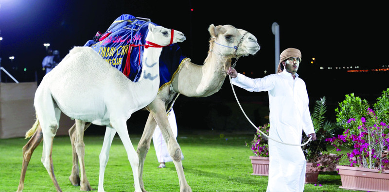"Ⅶ خلال مزاد المرموم السادس للإنتاج الشخصي للفطامين | البيان"
