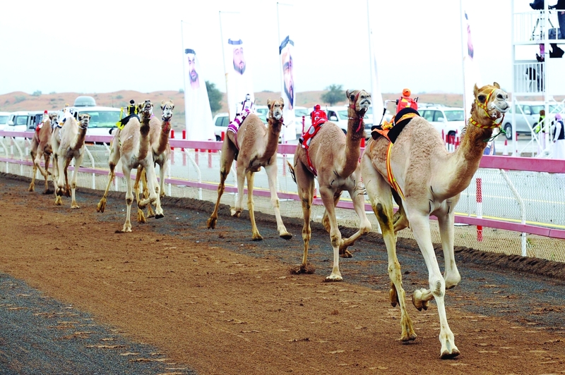 انطلاق جائزة زايد الكبرى للهجن في الوثبة اليوم