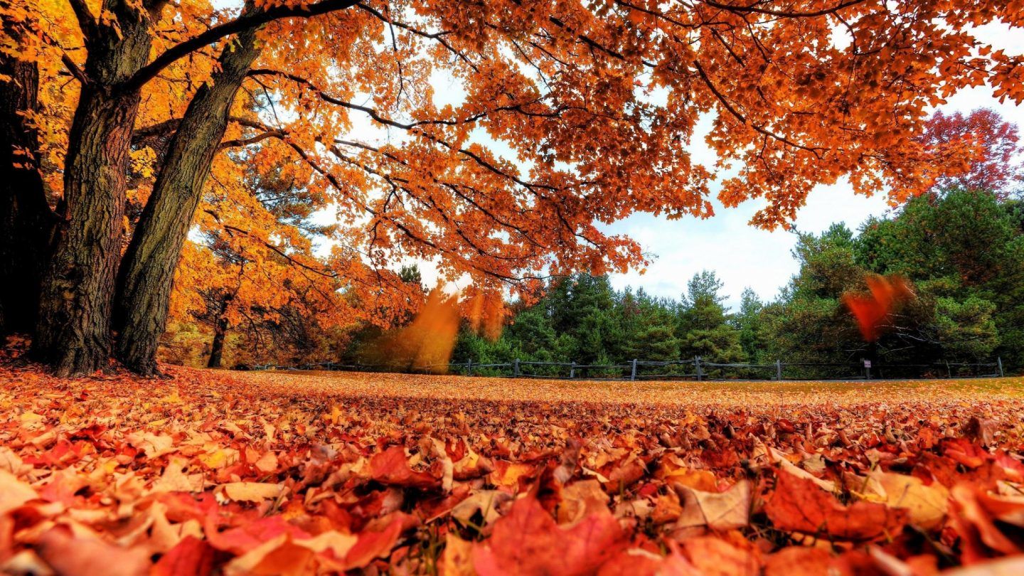 تجارة الأوراق المتساقطة