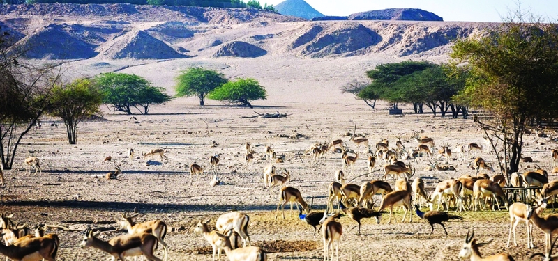 جزيرة صير بني ياس