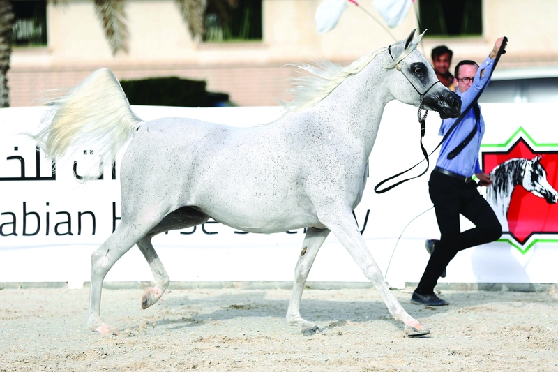 "الخيل تستعرض جمالها في منافسة قوية | من المصدر"