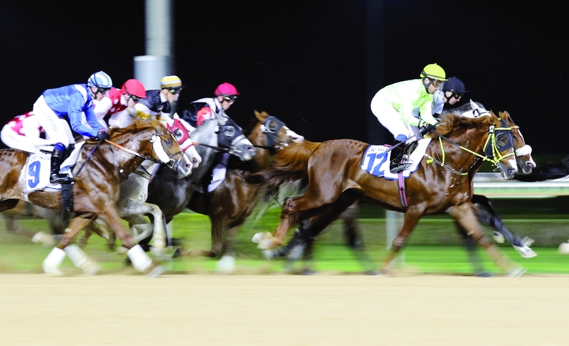 "«جوشوك» بطل الخيول العربية | تصوير: دينيس مالاري"