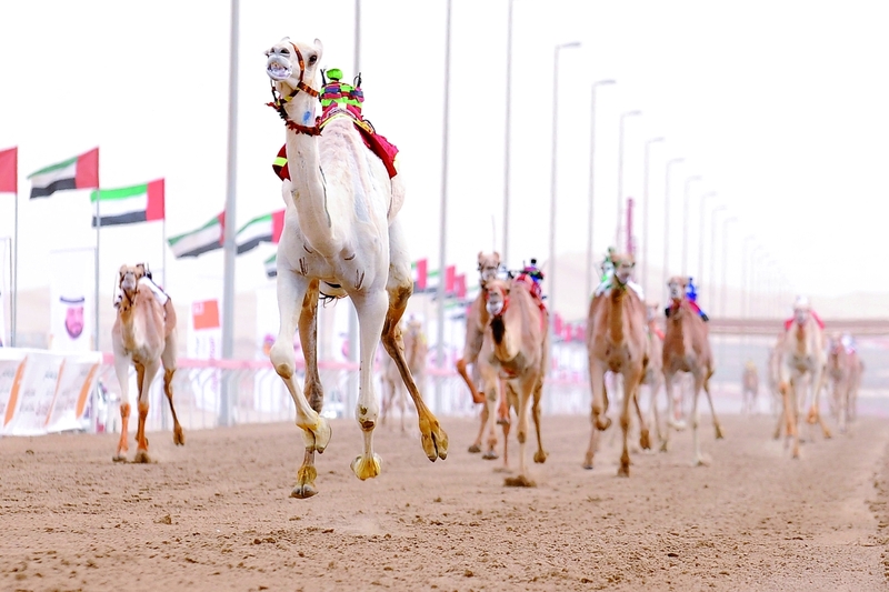 "Ⅶ جانب من سباقات الهجن | البيان"
