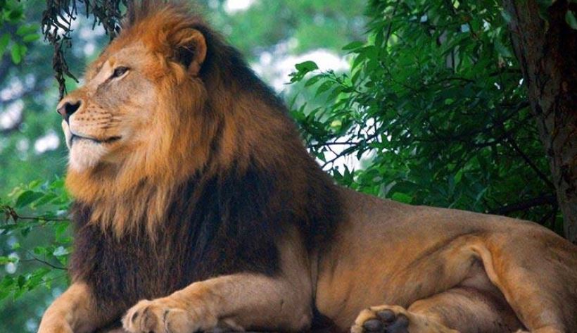 أسد يقتل مالكه في التشيك