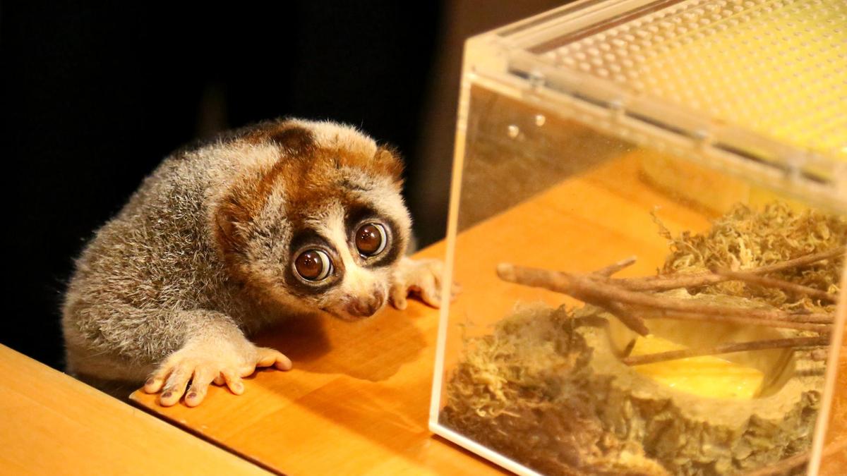 «لوريس البطيء».. حيوان نادر يجد المأوى في دبي