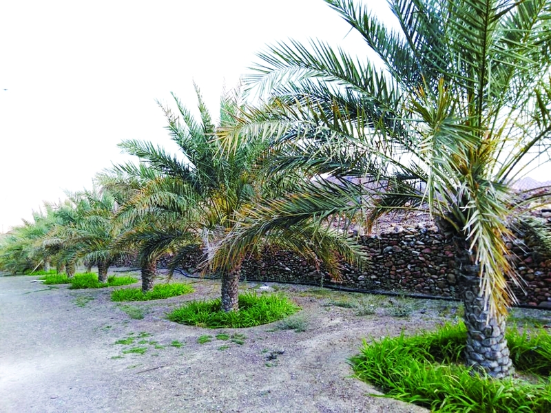 مزارعون يطالبون بتكثيف حملات مكافحة سوسة النخيل