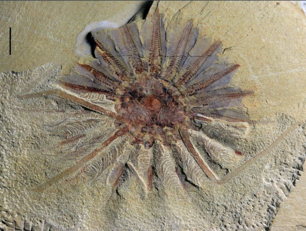 اكتشاف وحش عمره 520 مليون سنة