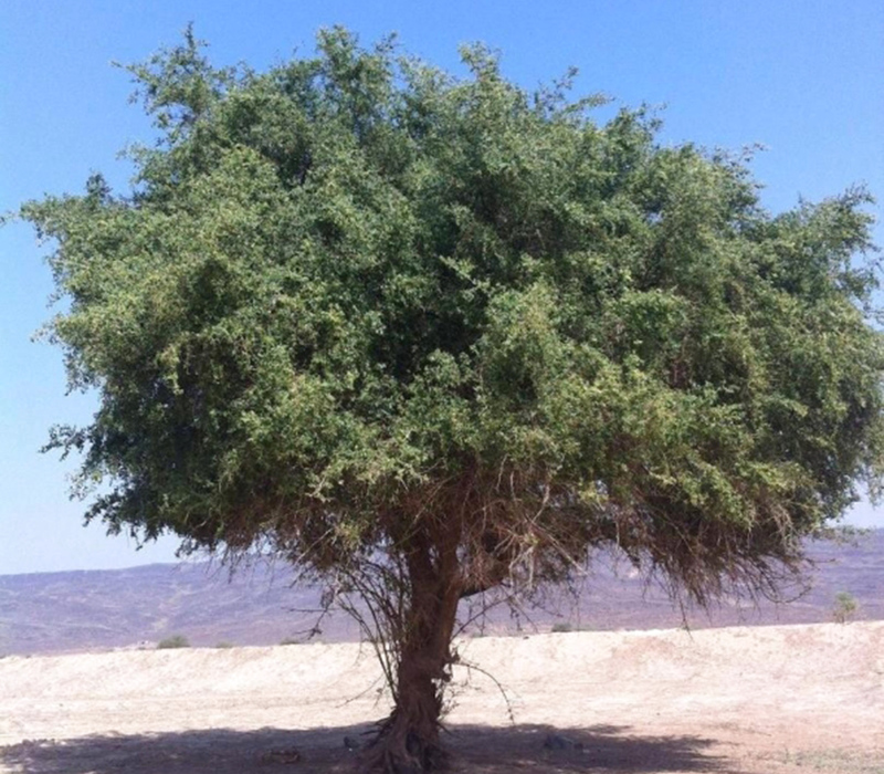 شجرة السدر أصل راسخ وفروع عالية